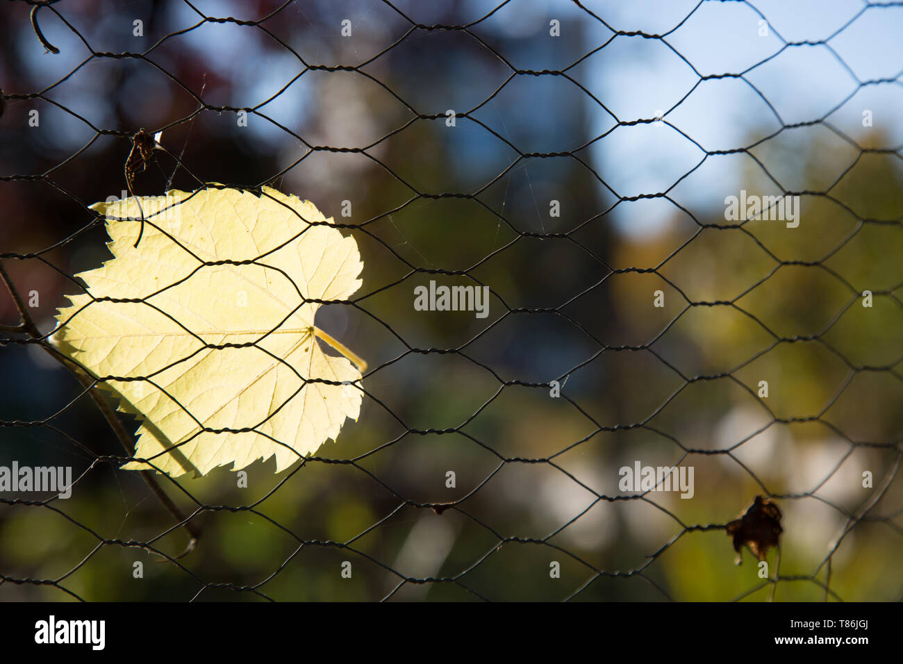 Yellow autumn leaf stuck chain link fencing copy space background Stock Photo