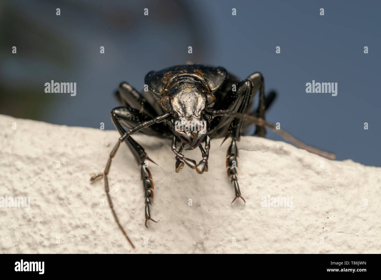 Smooth ground beetle (lat. Carabus glabratus) Stock Photo