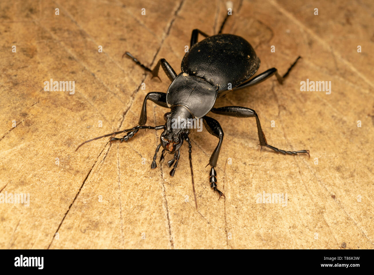 Smooth ground beetle (lat. Carabus glabratus) Stock Photo
