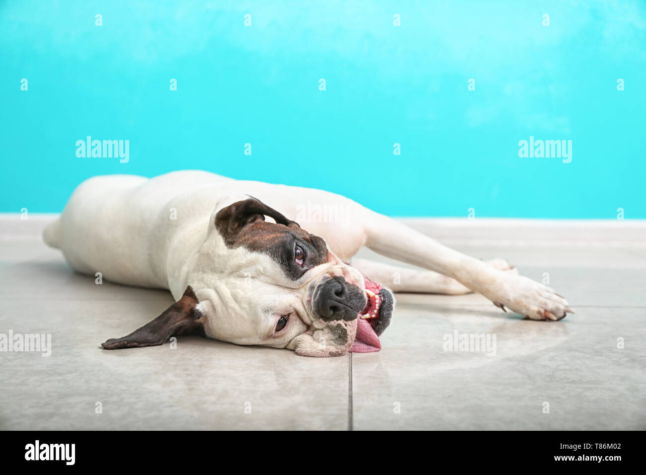 Cute funny dog lying on floor near color wall Stock Photo - Alamy
