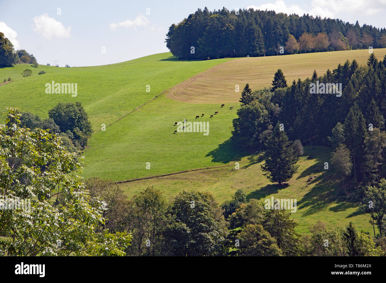 Black Forest in Bavaria, Germany. Untouched nature with mountains ...