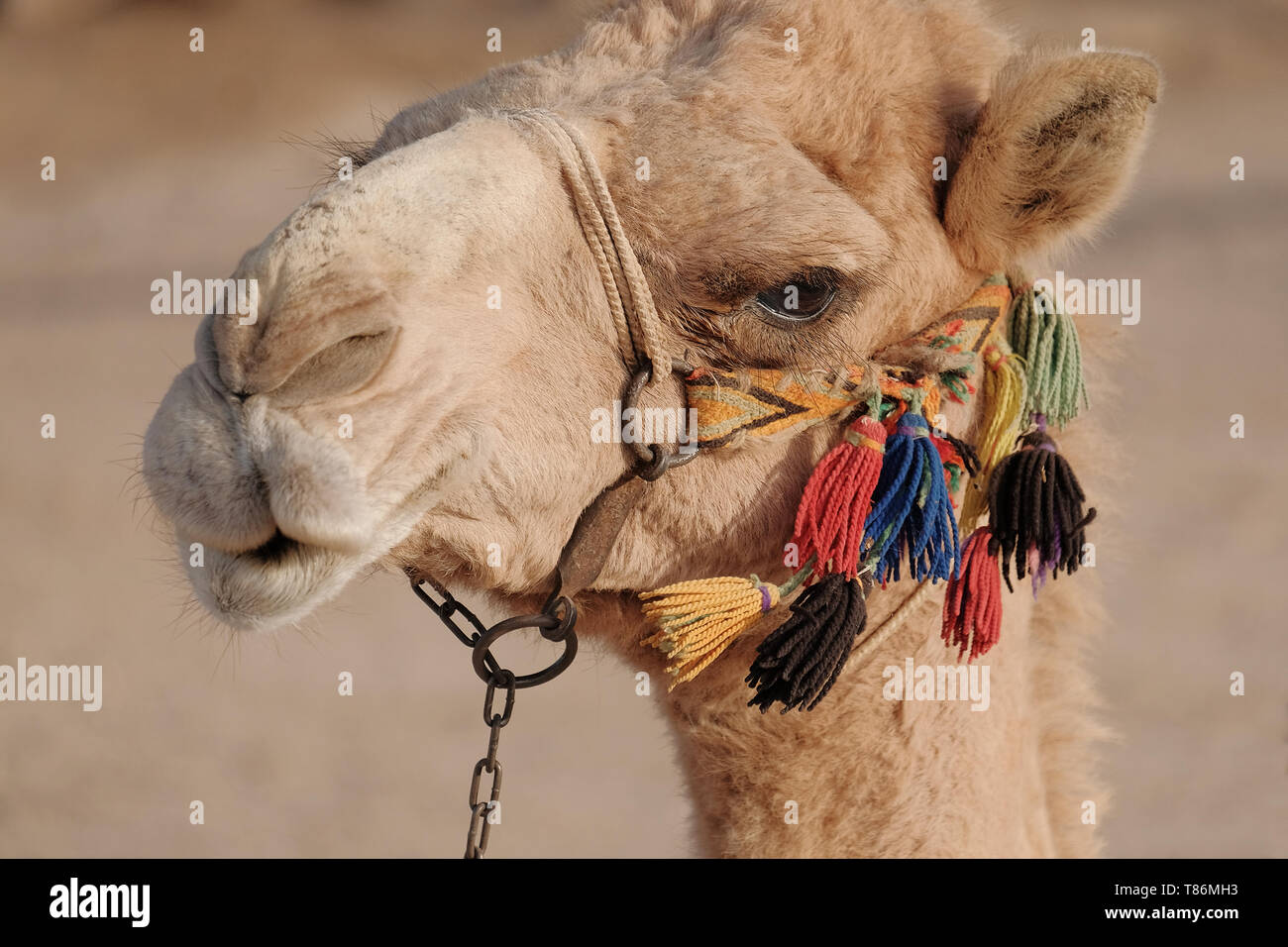 close up of a camel making funny faces Stock Photo