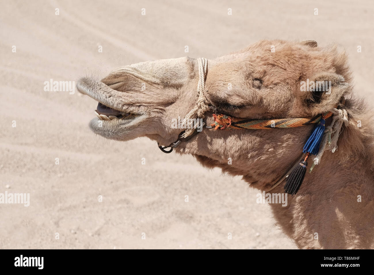 close up of a camel making funny faces Stock Photo