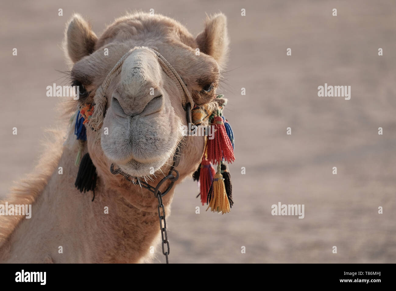 close up of a camel making funny faces Stock Photo