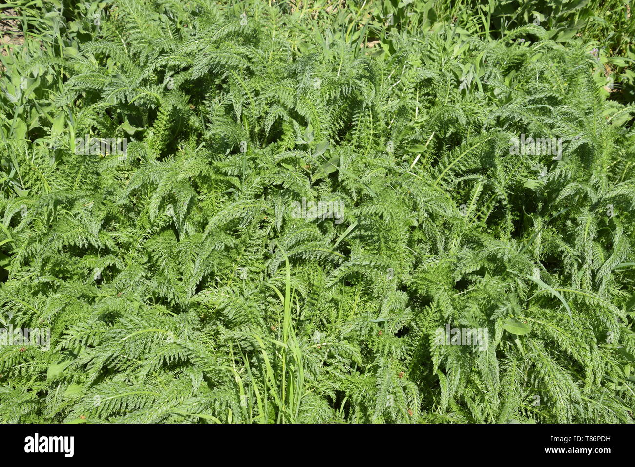 Leaves of a young yarrow. velvet leaves. Stock Photo