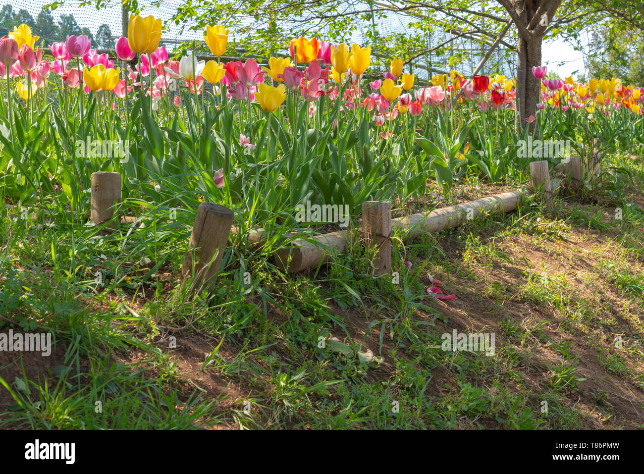 Beautiful Tulips field multicolor in the garden. Stock Photo