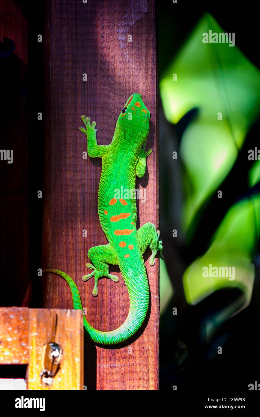 A beautiful green gecko animal at Reunion Island Stock Photo