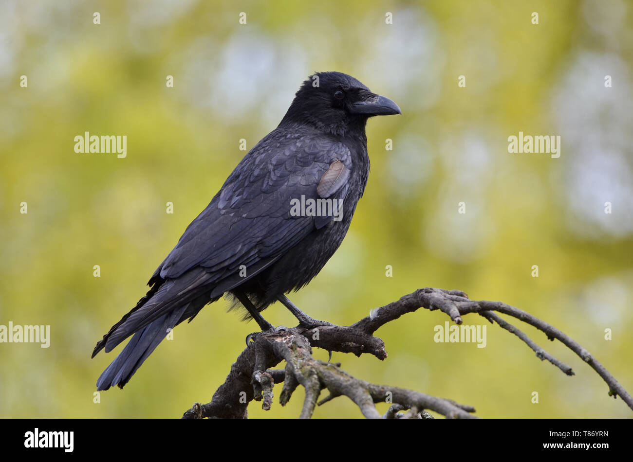 Black crow, Corvus corone, common crow Stock Photo - Alamy