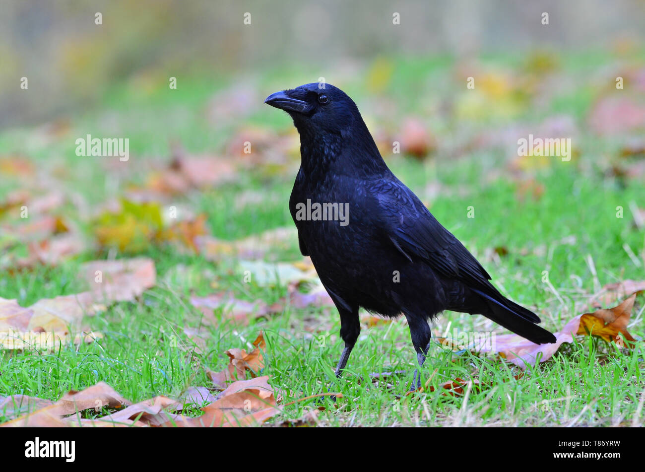 Black crow, Corvus corone, common crow Stock Photo - Alamy