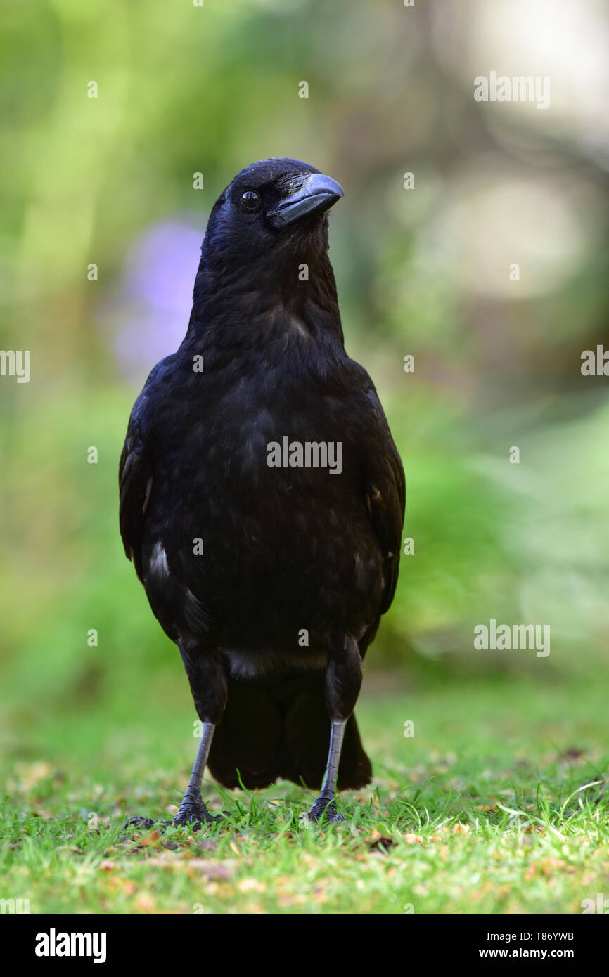 Black crow, Corvus corone, common crow Stock Photo - Alamy