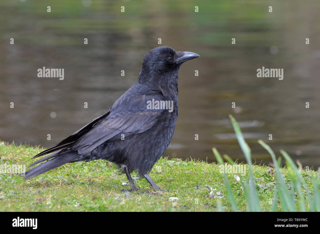 Black crow, Corvus corone, common crow Stock Photo - Alamy