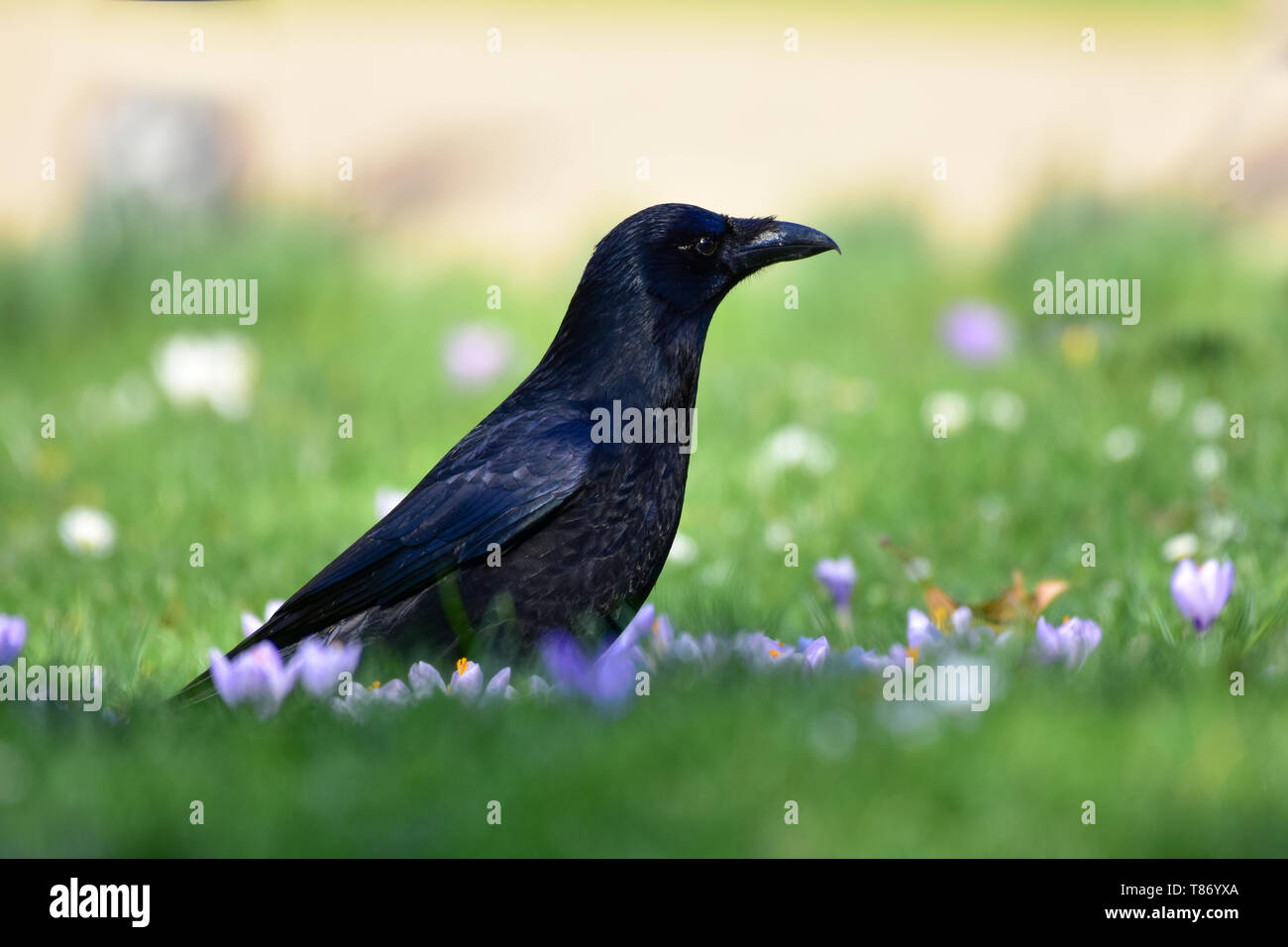 Black crow, Corvus corone, common crow Stock Photo - Alamy