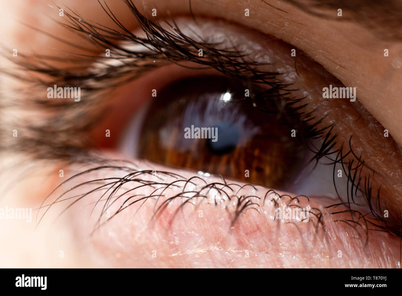 Female Eye Close Up With A Shiny Cornea And Beautiful Large