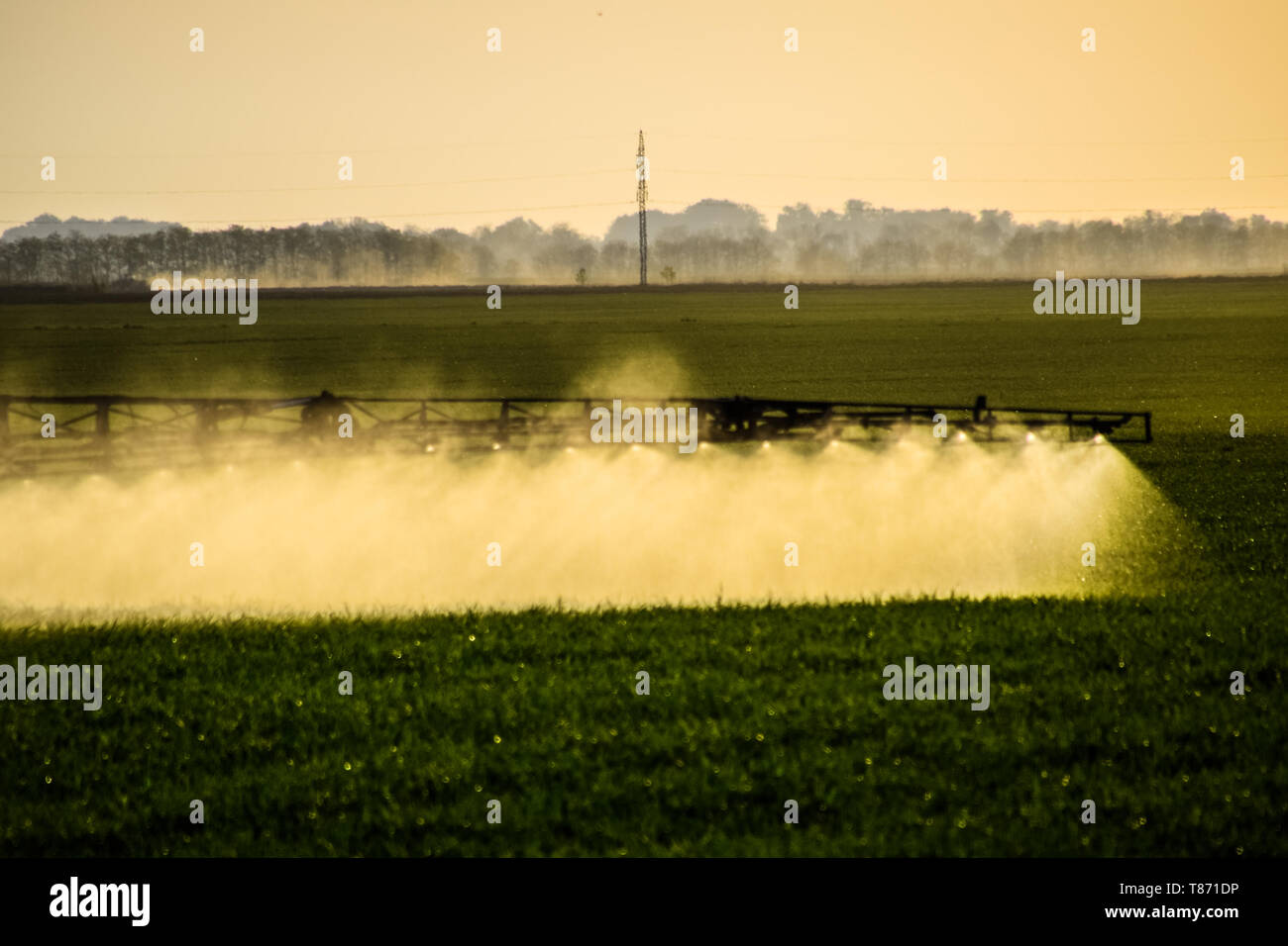 Jets of liquid fertilizer from the tractor sprayer. Tractor with the help of a sprayer sprays liquid fertilizers on young wheat in the field. The use  Stock Photo