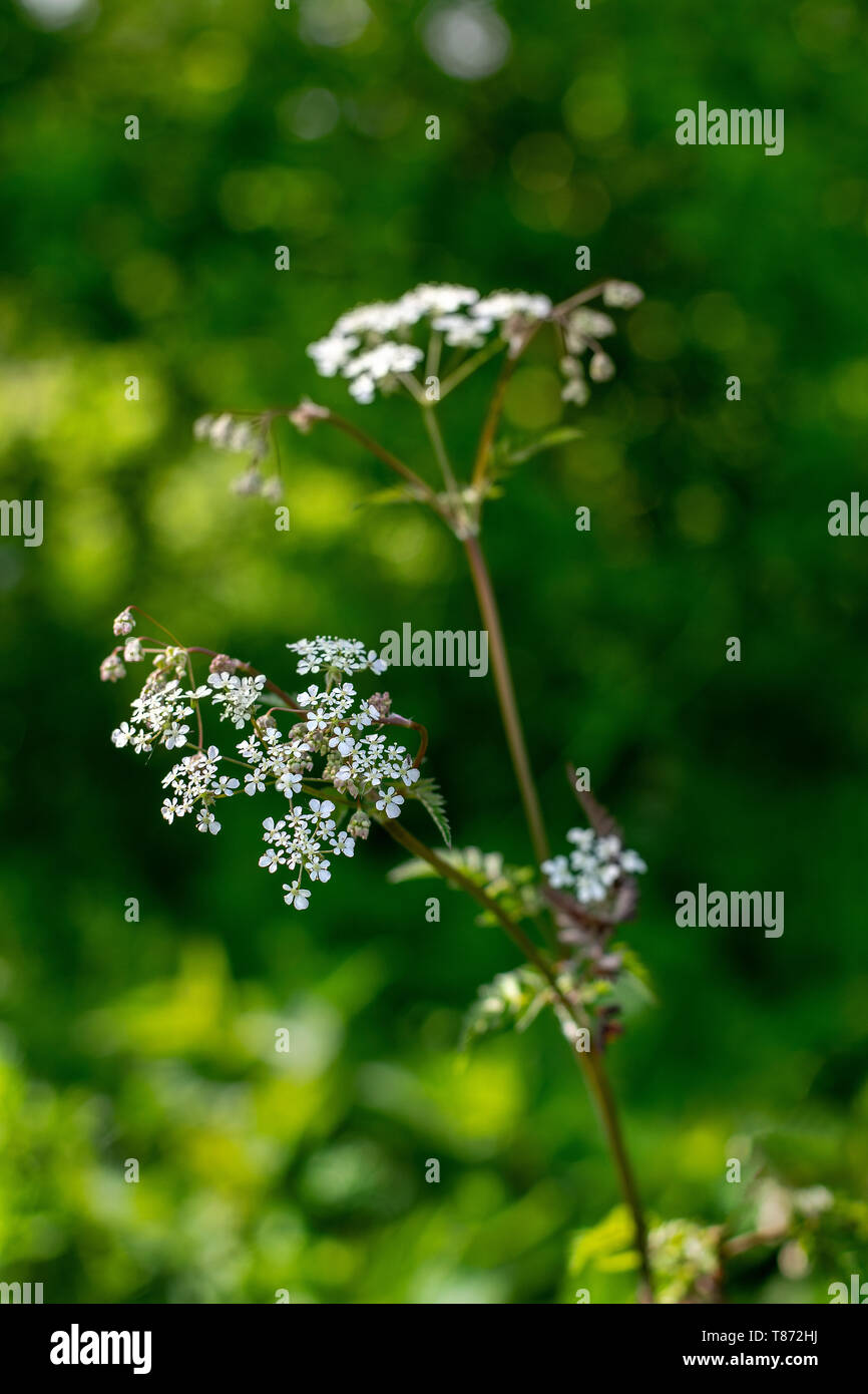Cow Parsley, study of the flower which has clusters of tiny white