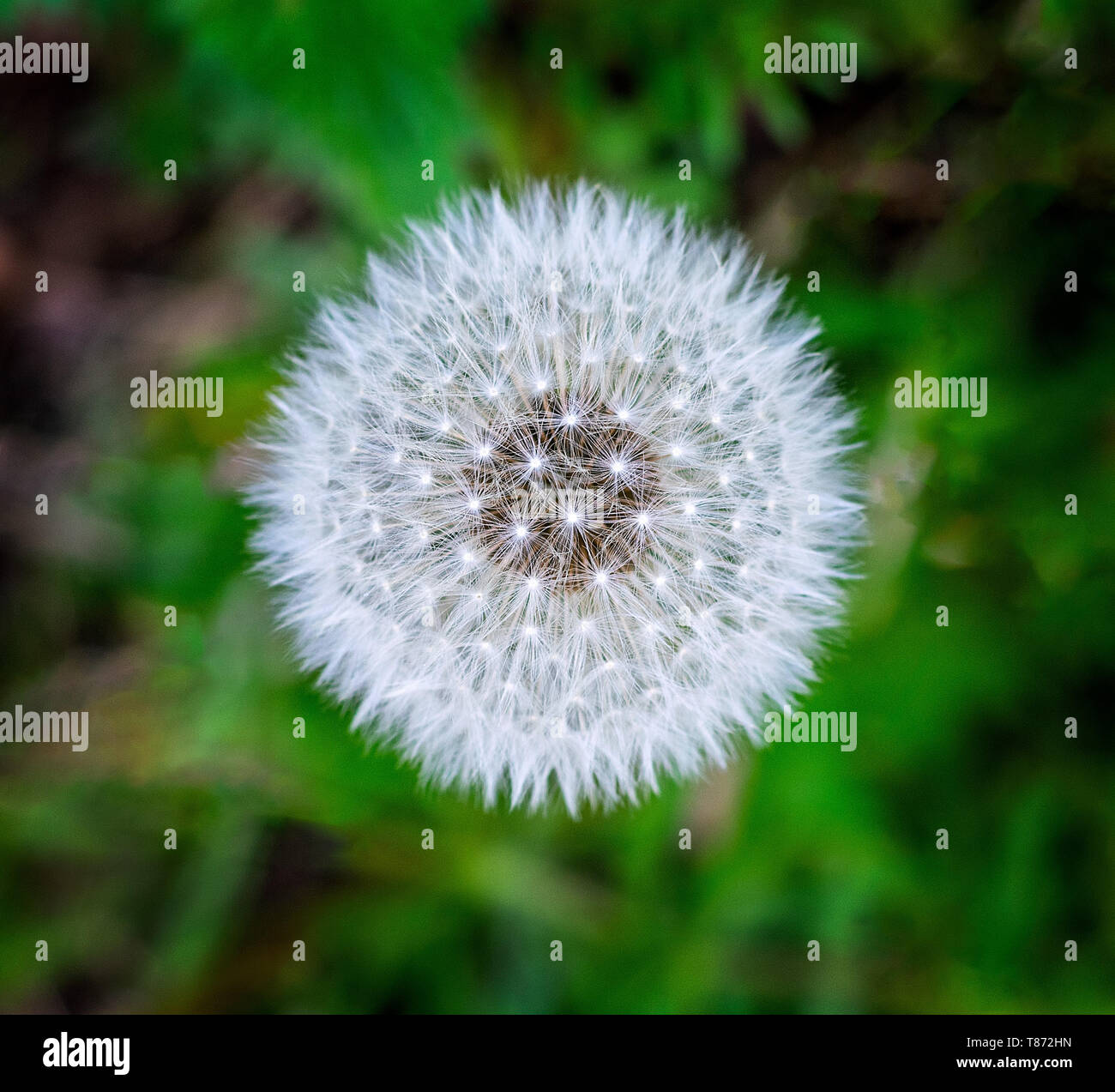 A dandelion seed head in its mature state before it's disturbed and blown away by the wind Stock Photo