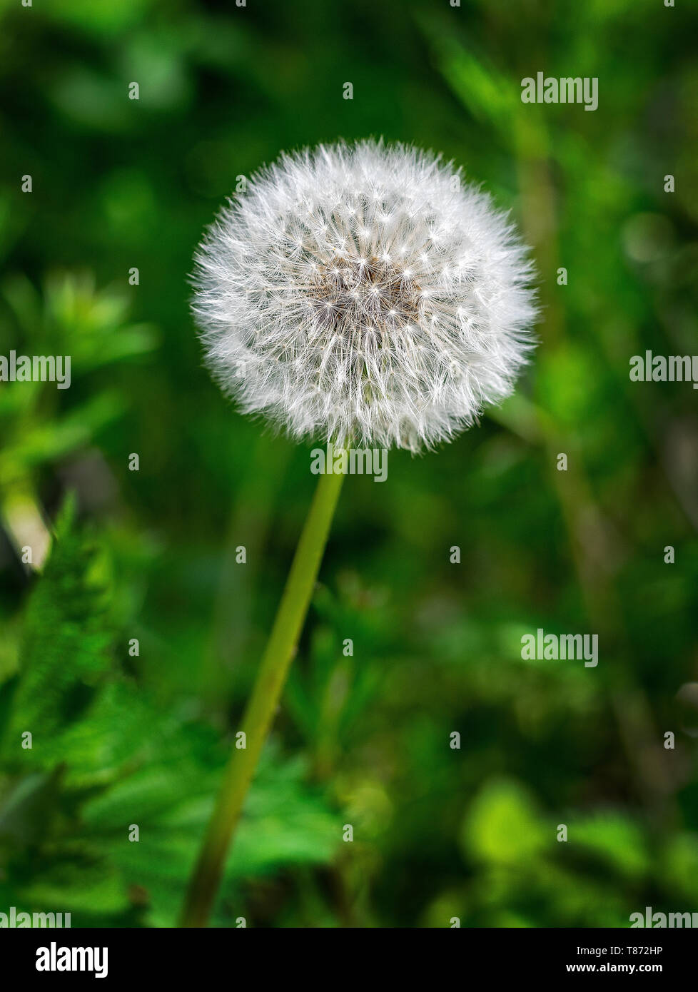 A dandelion seed head in its mature state before it's disturbed and blown away by the wind Stock Photo