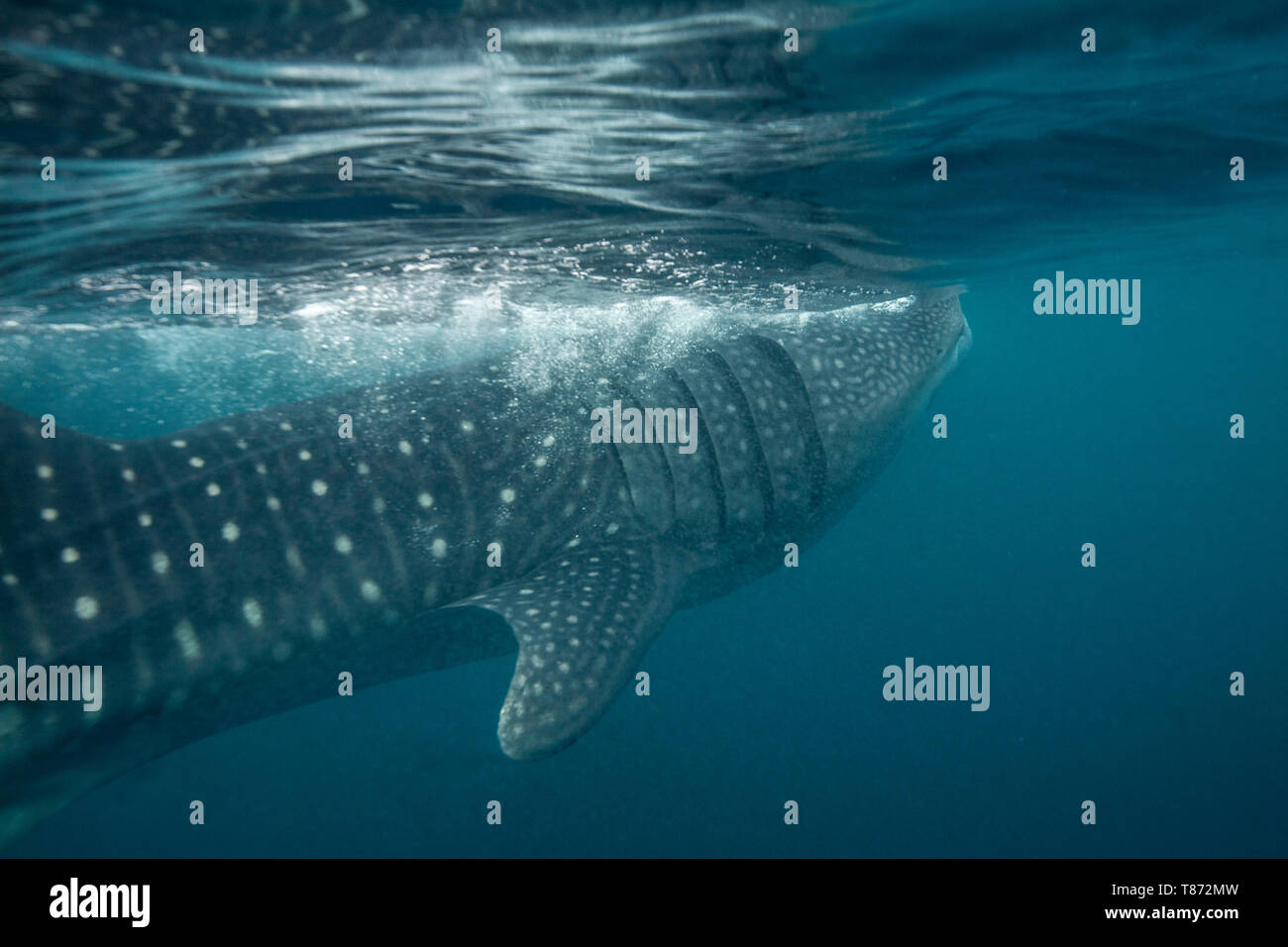 Whale shark (Rhincodon typus) filter feeding on tropical krill on the surface in Honda Bay, Puerto Princesa, Palawan, the Philippines. Stock Photo