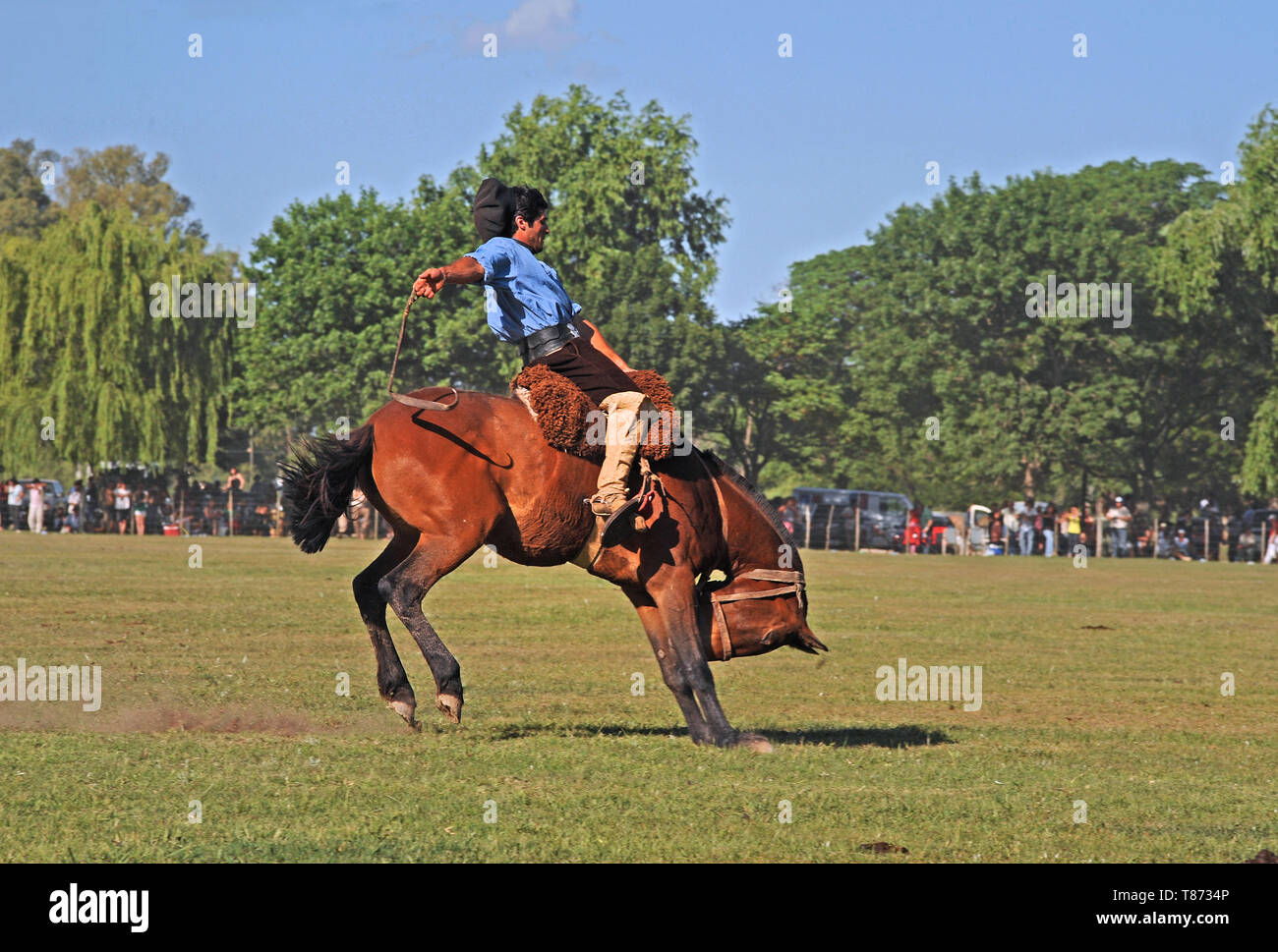 San Antonio de Areco/ Argentina: Goucho riding a wild horse at the very popular traditional Fiesta de la Tradicion Stock Photo