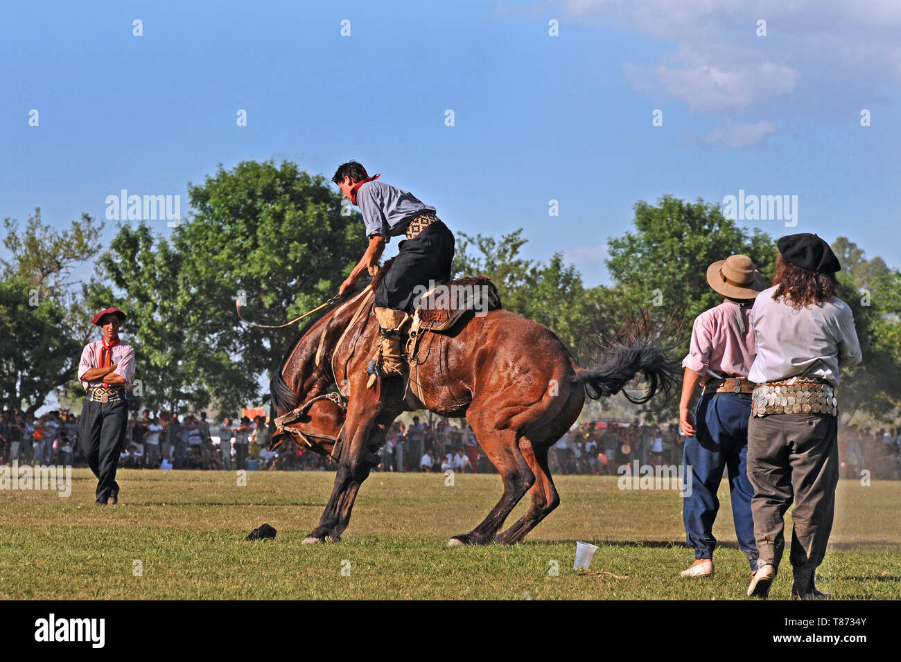 San Antonio de Areco/ Argentina: Goucho riding a wild horse at the very popular traditional Fiesta de la Tradicion Stock Photo