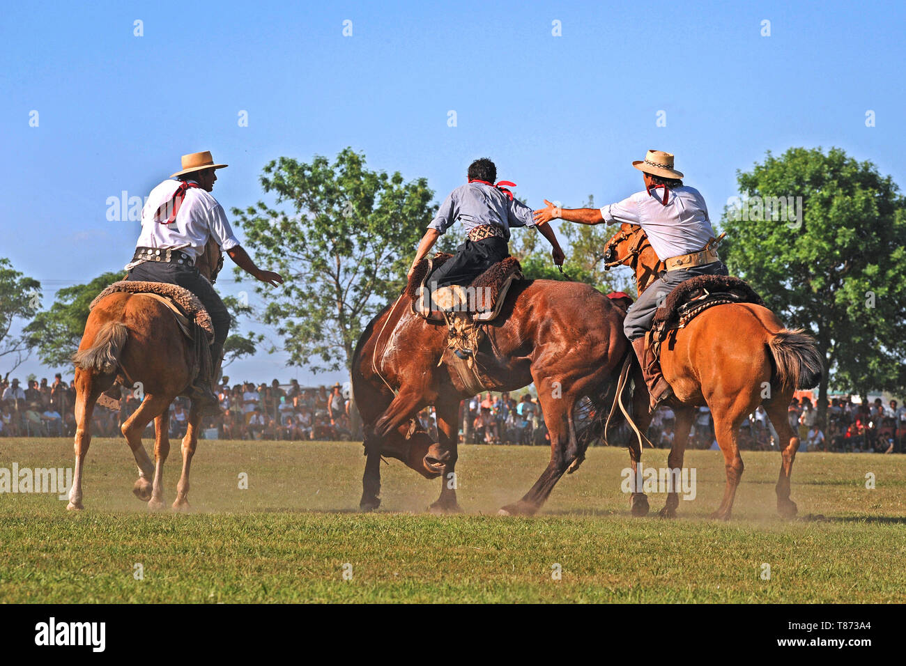 San Antonio de Areco/ Argentina: Goucho riding a wild horse at the very popular traditional Fiesta de la Tradicion Stock Photo