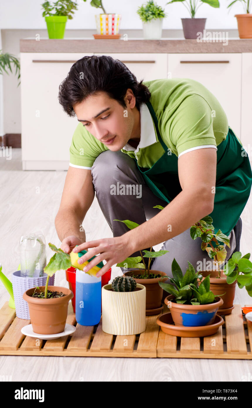 Dusting house plants hires stock photography and images Alamy