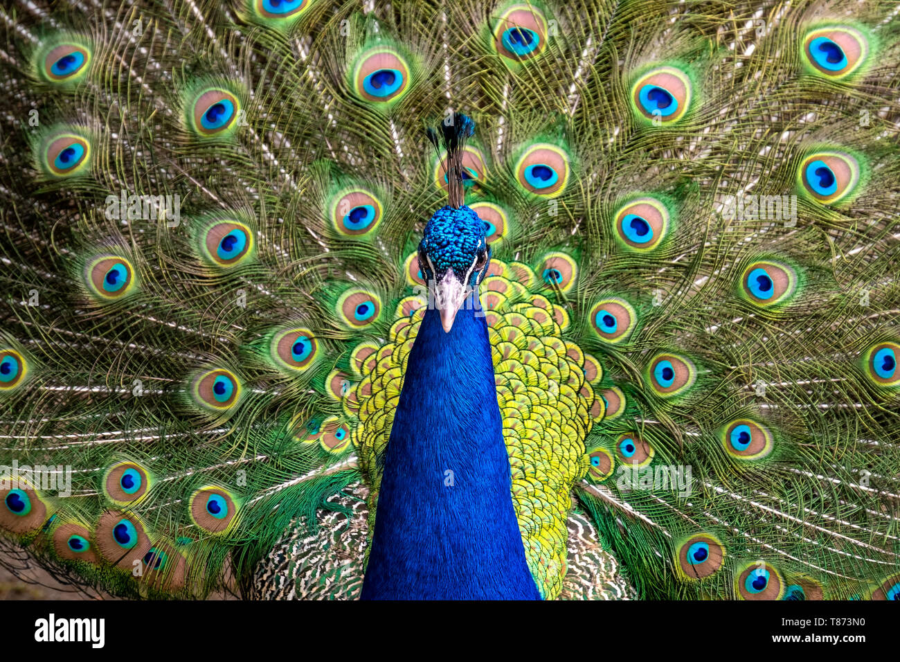 Male blue peacock (pavo cristatus) displaying with its tail feathured Stock Photo