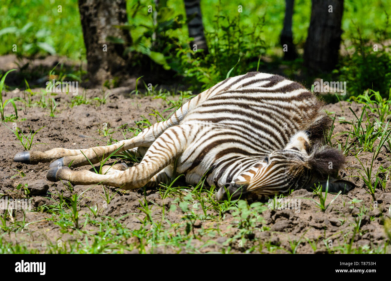 Zebra foal lying on the ground in the sun Stock Photo