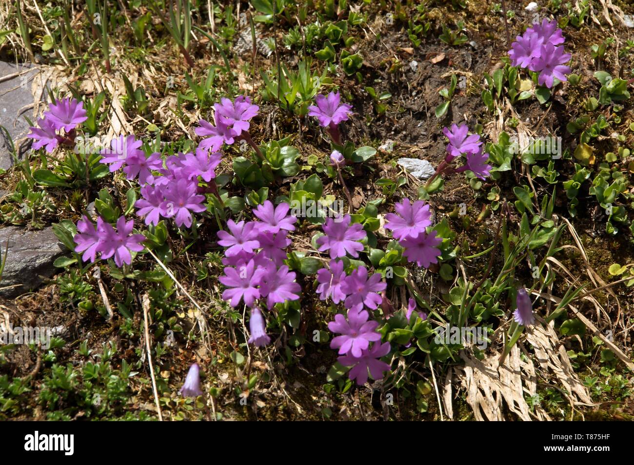 Primula integrifolia; entire-leaved primrose on the Pizol, Swiss Alps Stock Photo