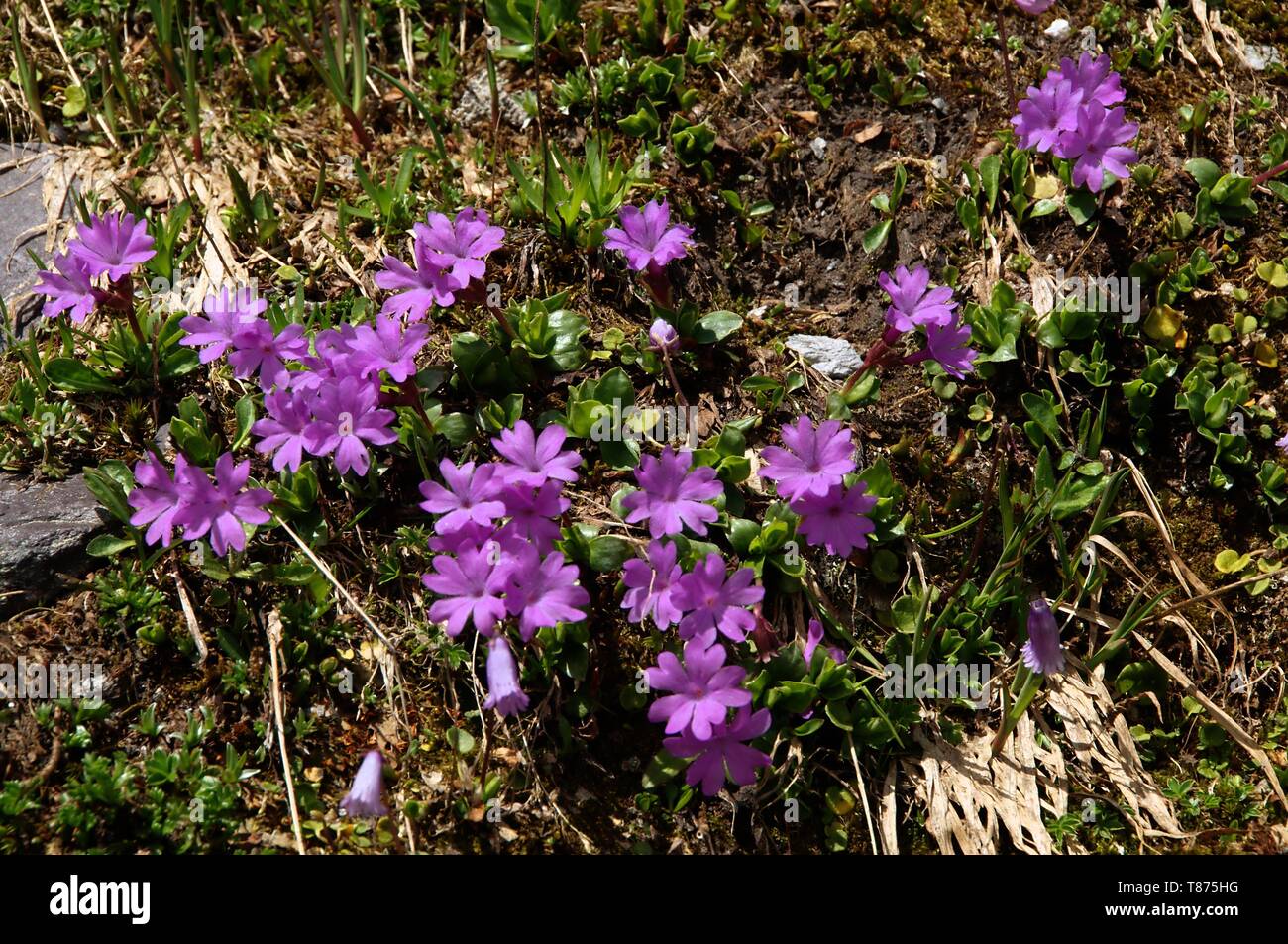 Primula integrifolia; entire-leaved primrose on the Pizol, Swiss Alps Stock Photo