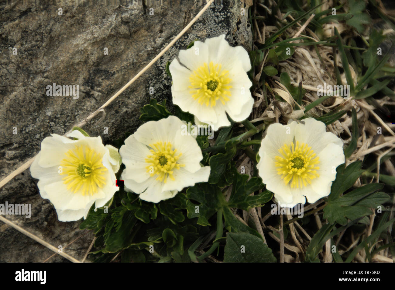 Ranunculus alpestris; flower of the Ranunculaceae growing on the Pizol Stock Photo