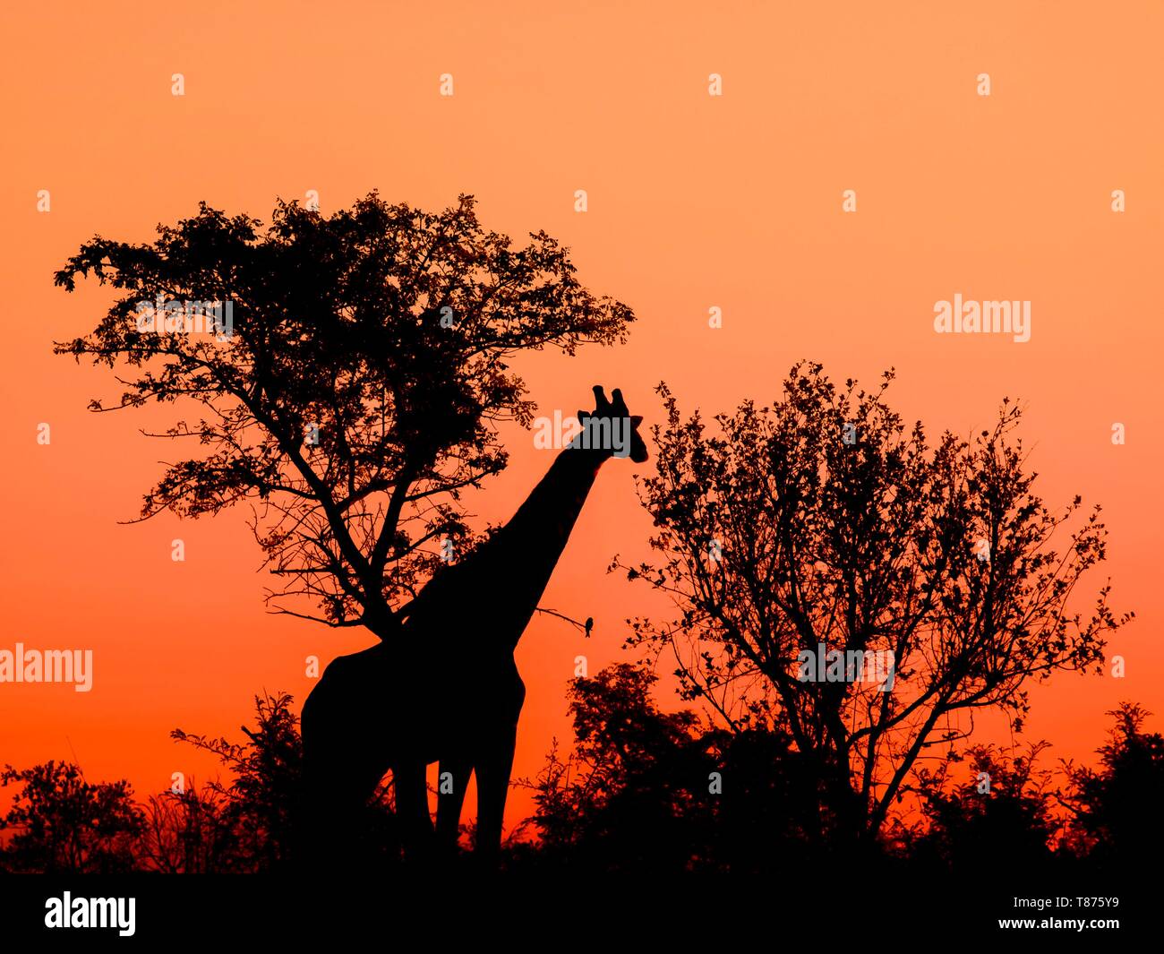 Giraffe kruger national park mpumalanga hi-res stock photography and ...