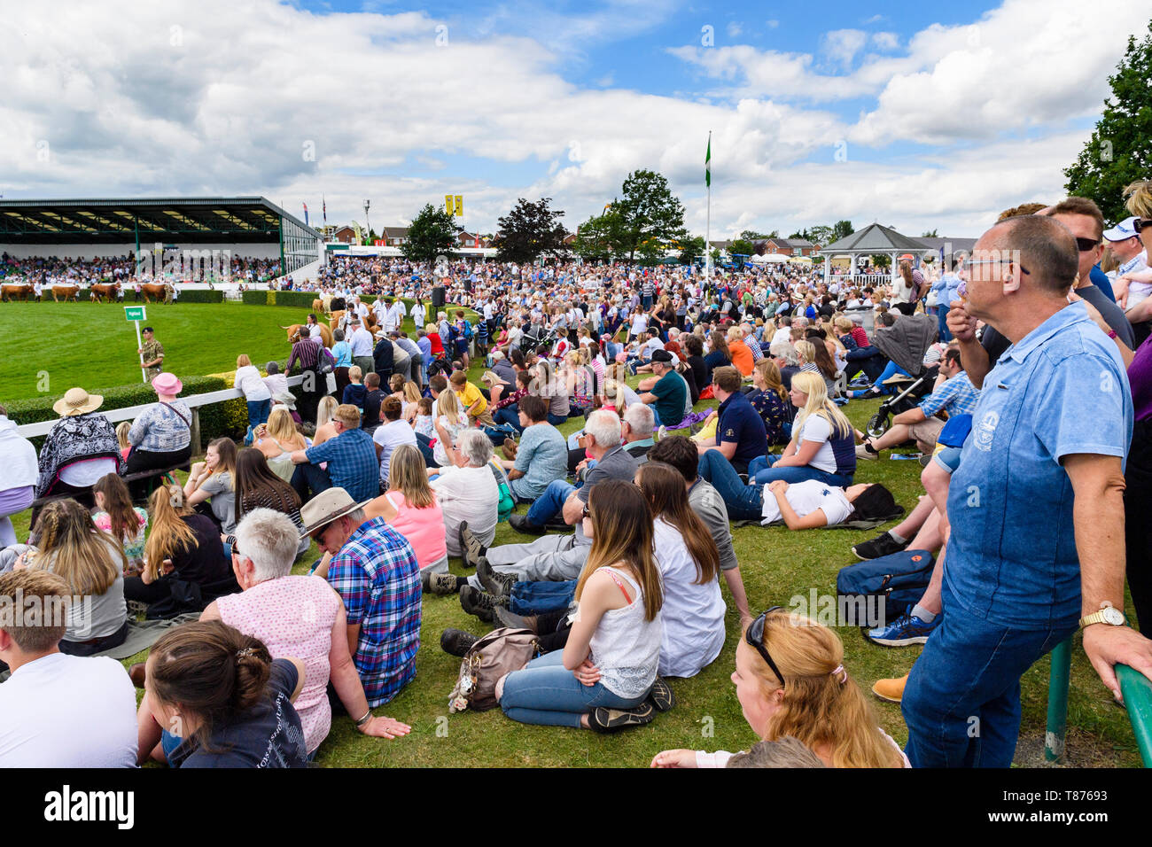 Big crowd of people sitting by main arena in sun, watch Grand cattle parade (livestock & handlers) - The Great Yorkshire Show, Harrogate, England, UK. Stock Photo