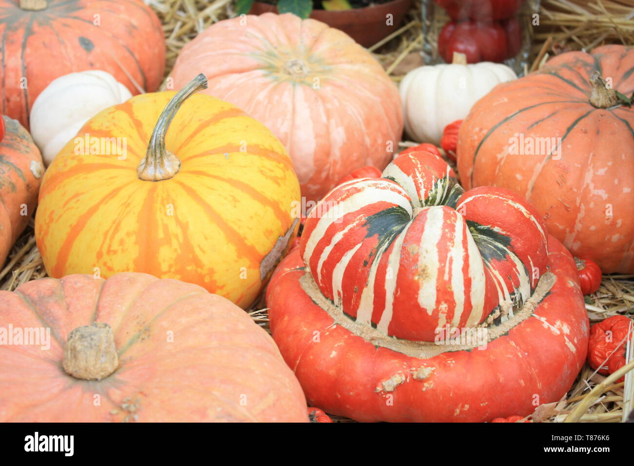 Pumpkins, turban squash at harvest festival in autumn red and white, pink, striped, yellow, colourful Stock Photo