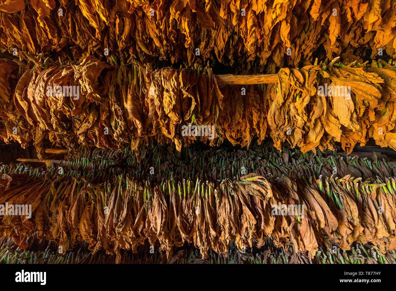 Cuba, Province of Pinar del Rio, Vinales, Vinales Valley, Vinales National Park classified