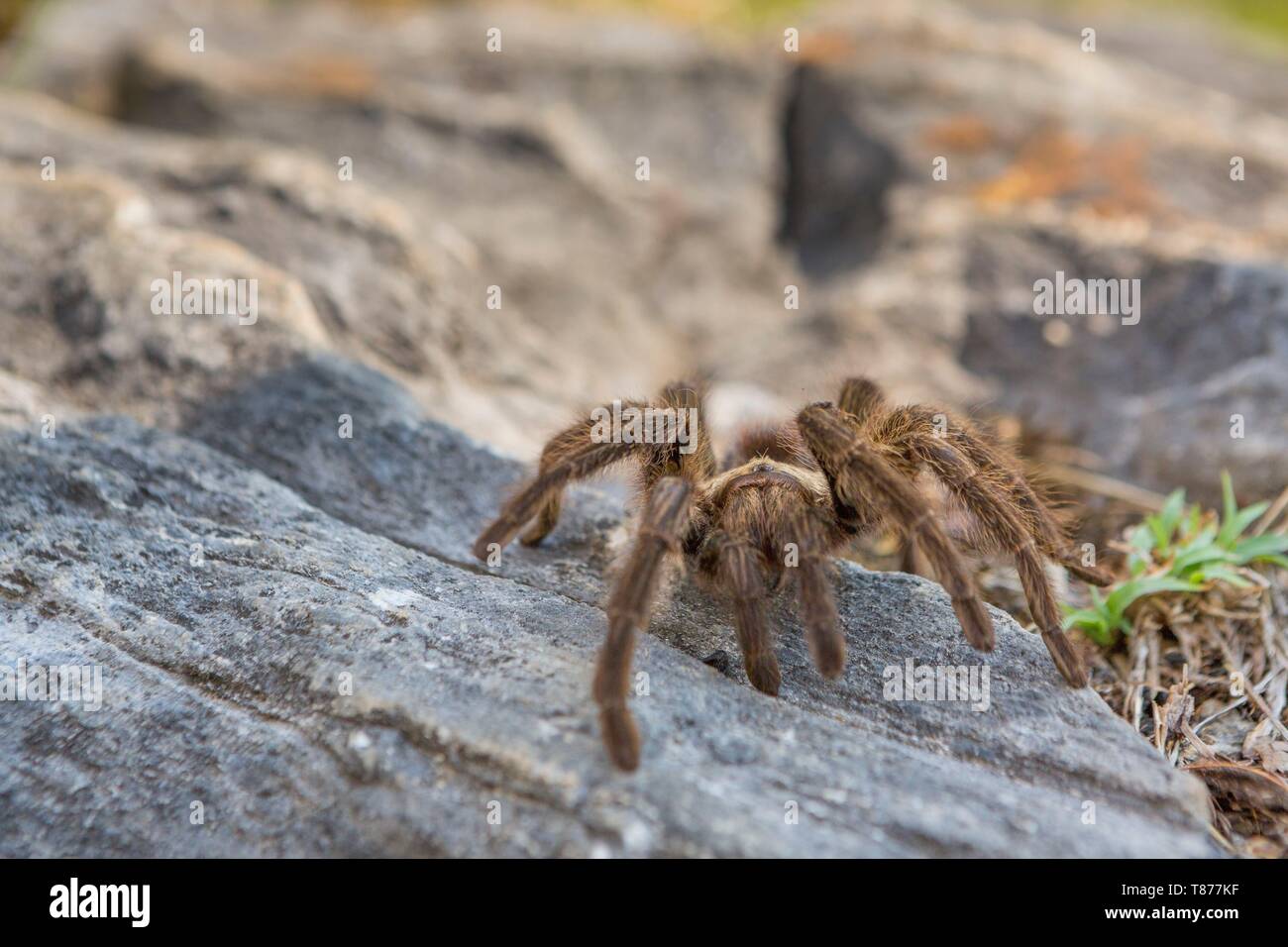 Mygale High Resolution Stock Photography And Images Alamy