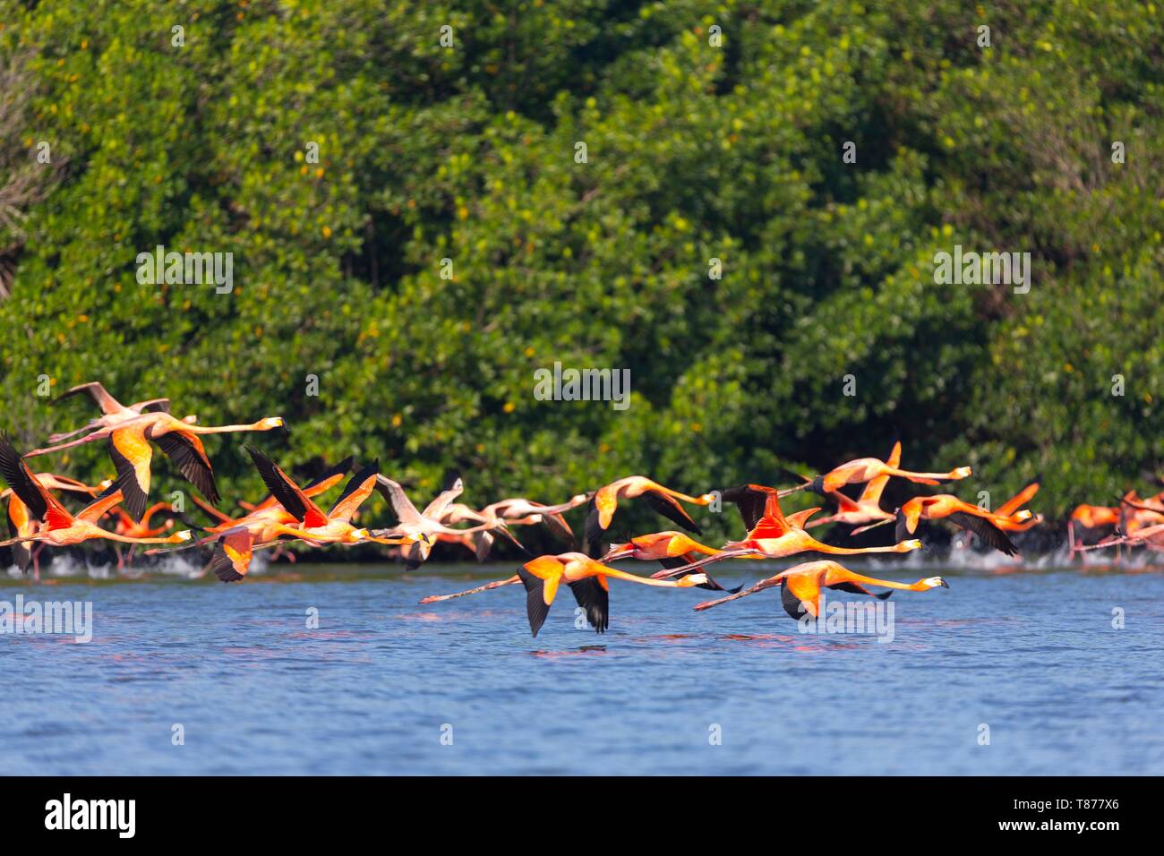 Cuba Province of Cienfuegos Cienfuegos, the Reserve Laguna de Guanaroca, Flamingo Stock Photo