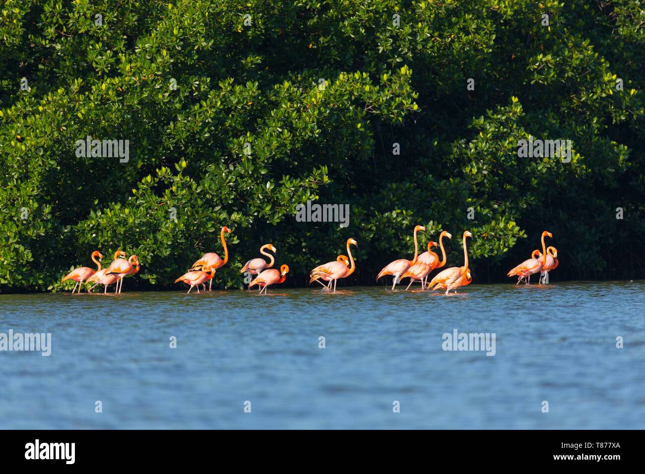 Cuba Province of Cienfuegos Cienfuegos, the Reserve Laguna de Guanaroca, Flamingo Stock Photo