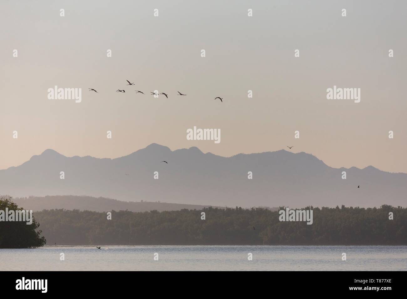 Cuba Province of Cienfuegos Cienfuegos, the Reserve Laguna de Guanaroca, Flamingo Stock Photo