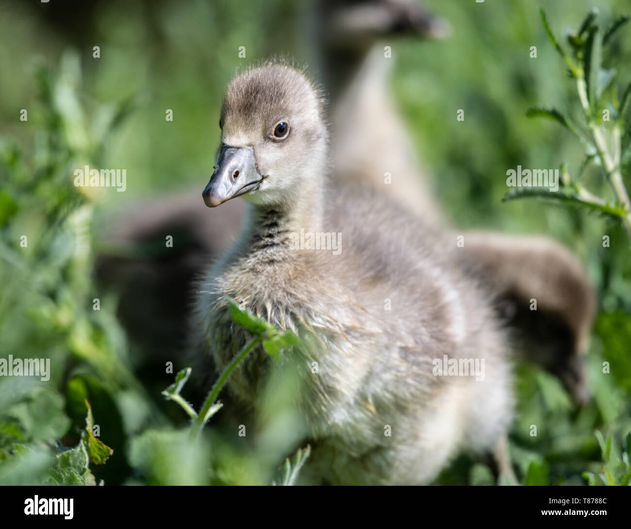 Gosling goose bird hi-res stock photography and images - Alamy