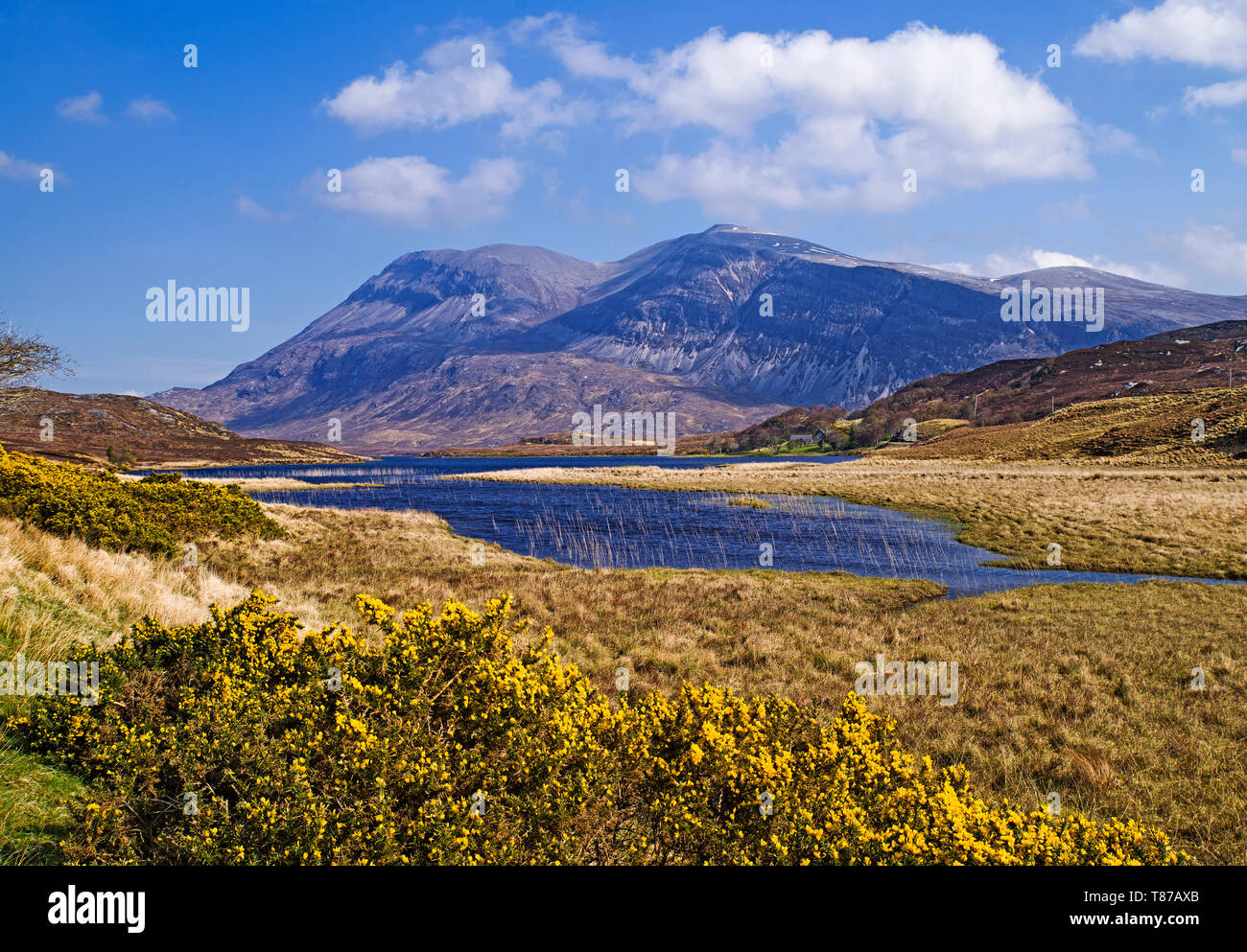 Arkle seen across Loch Stack, Sutherland, Scottish Highlands UK, sunny Spring morning, flowering gorse bushes in foreground, Stock Photo