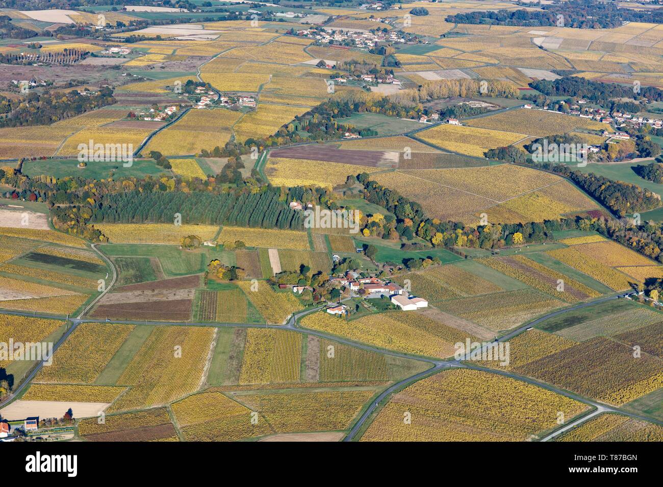 France, Loire Atlantique, La Chapelle Heulin, Muscadet vineyards (aerial view) Stock Photo