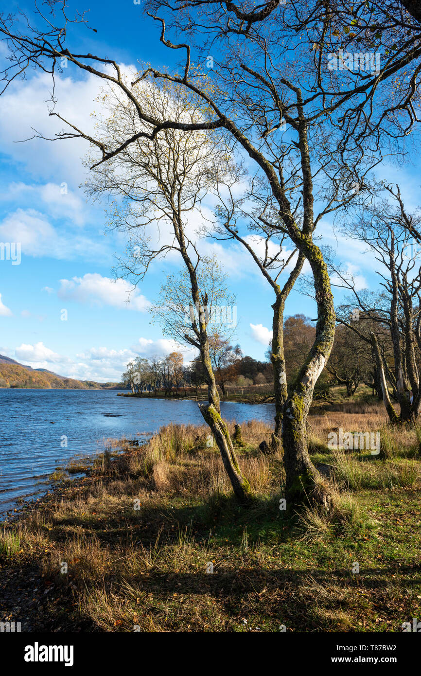 View along shore of Loch Achray on the Achray Forest Drive in the Trossachs, Scotland, UK Stock Photo
