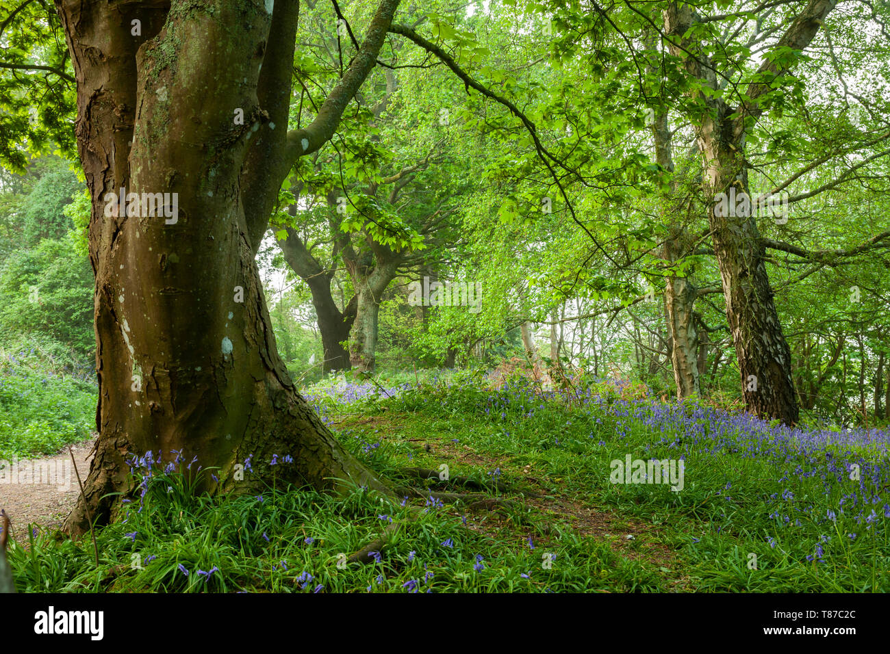 Misty spring morning in a West Sussex woodland. Stock Photo