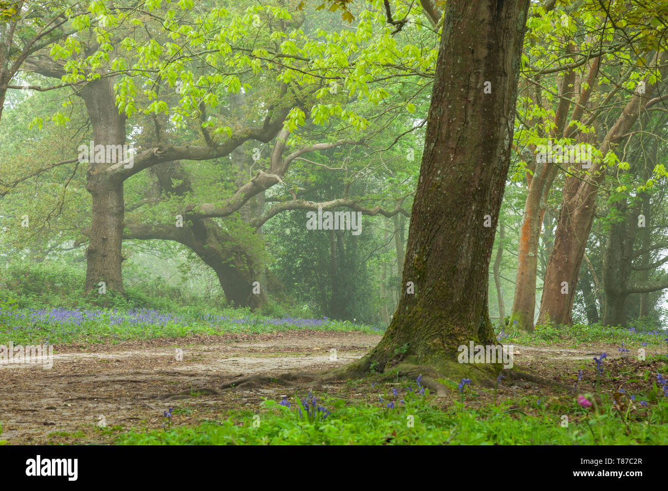 Misty spring morning in a West Sussex woodland Stock Photo - Alamy