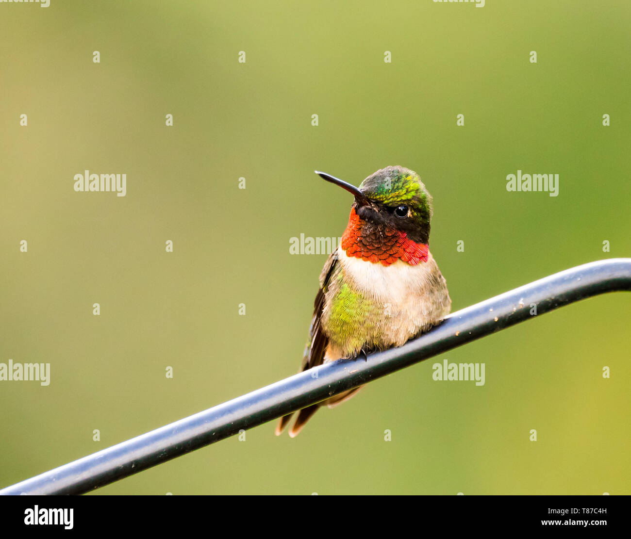 Male Ruby-Throated Hummingbird sitting on metal pole. Stock Photo
