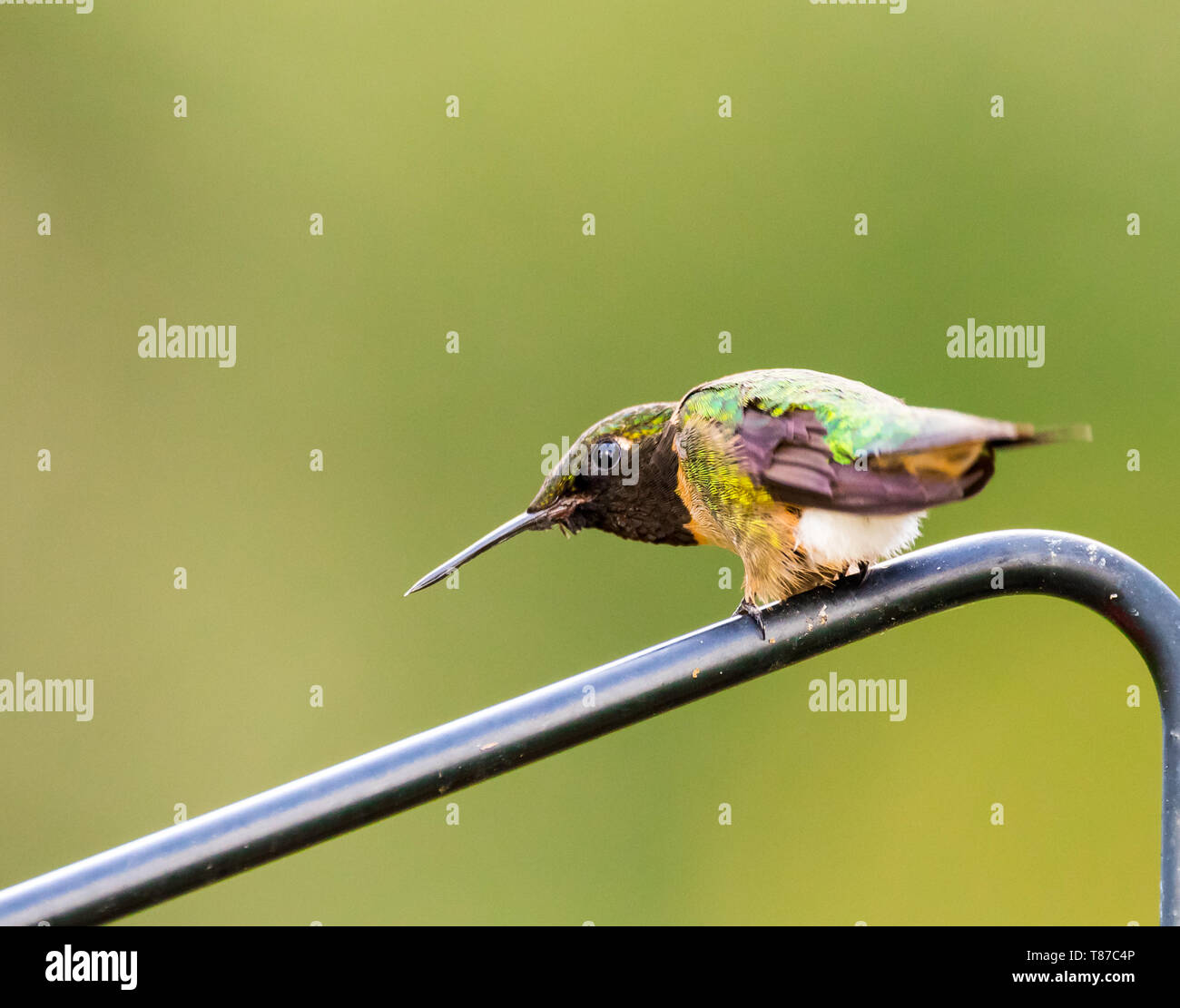 Male Ruby-Throated Hummingbird in threatening stance to scare away another hummingbird. Stock Photo