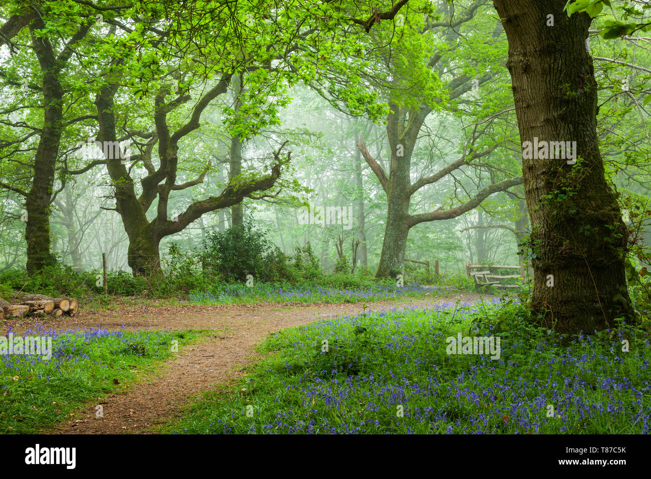 Misty woodland in West Sussex on a spring morning. Stock Photo