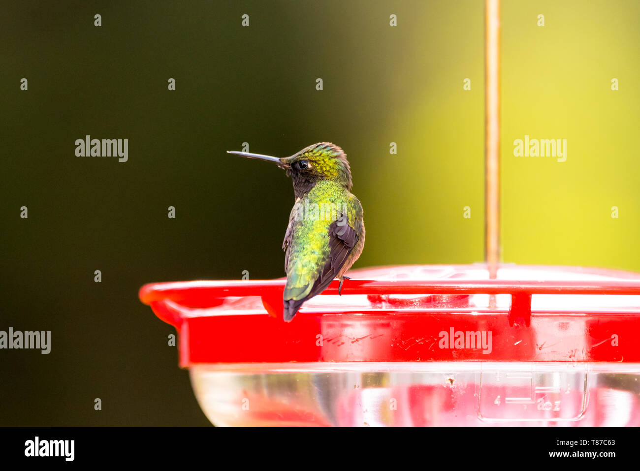 Male Ruby Throated Hummingbird Sitting On Red Plastic Hummingbird