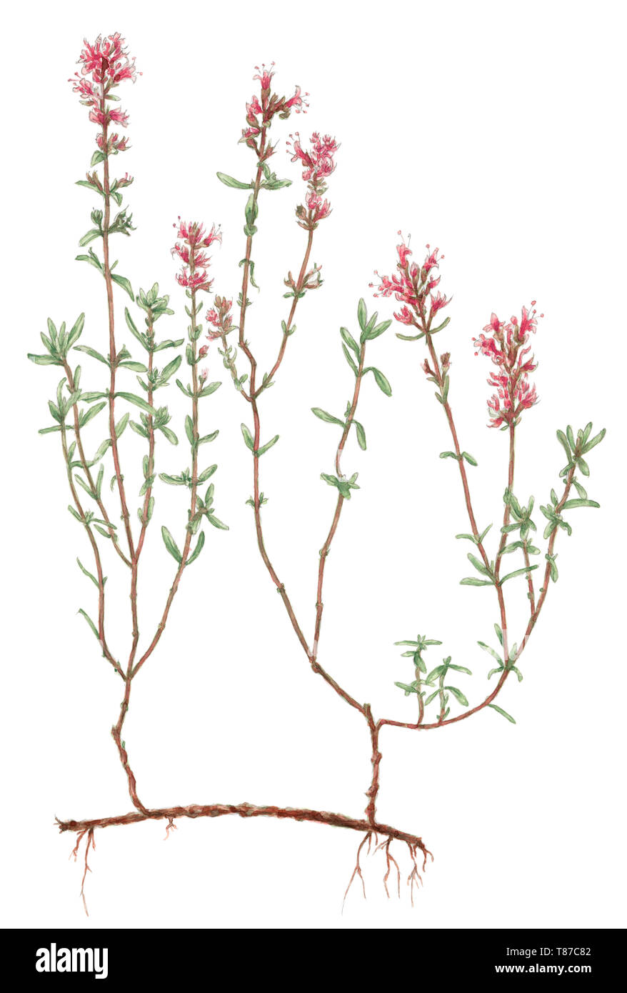 Wild thyme (Thymus serpyllum) botanical drawing over white background